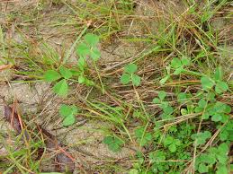 Image result for Medicago polymorpha