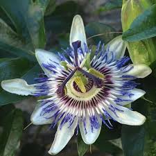 Image result for Passiflora edulis