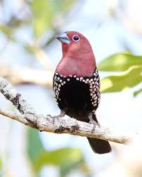 Birds Of South Africa Pictures And Names Ink Throated Twinspot At Bonamanzi Game Reserve Kwazulu Natal South Africa The Scientific Name For The Pink Throated Twi Beautiful Birds Birds Bird Pictures