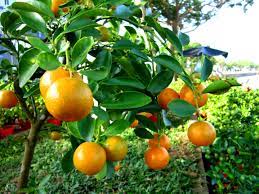 Round Kumquats Or Citrofortunella Fruit Fruit Bearing Trees Kumquat