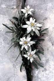 Pin On Florish