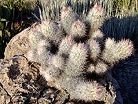 317 southwind cir, abilene, tx 79602. Cacti Of Texas