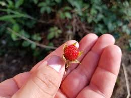 Knotts berry farm's top competitors include fontainebleau miami beach, hard rock hotel, suburban inns and sundance resort. Researchers Travel Down Under To Collect Raspberry And Peach Seeds Fruit Growers News