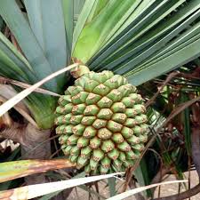 Image result for Pandanus sp. B