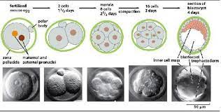 Nomer urut menunjukkan tahapan pengembangan embrio sementara hari dihitung semenjak fertilisasi. Pertumbuhan Dan Perkembangan Pada Hewan Dan Manusia Karedok Net