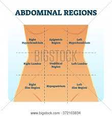 Standard terms are used in medicine, so that doctors can communicate. Abdominal Quadrant Vector Photo Free Trial Bigstock