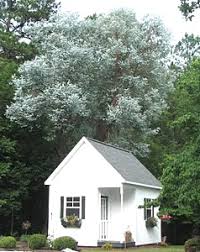 The eucalyptus tree is ver. Silver Dollar Eucalyptus Tree Eucalyptus Cinerea 6 Pot Tree Trees Deer Resistant Gardener Direct