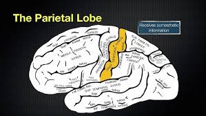 Image result for Parietal Lobe