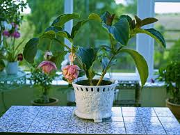 Tra le piante da interno fiorite più resistenti e facili da tenere e coltivare. Piante Da Appartamento Le 8 Migliori Per La Nostra Casa