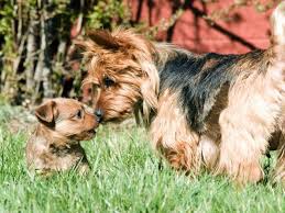 Kitchen equipment australian terrier breeders. Dog Breed 101 The Small Yet Brave Australian Terrier K9 Web
