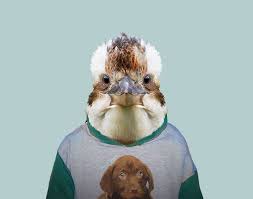Laughing Kookaburra Pet Portraits Animals Wild Animals Photography