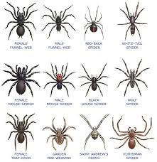 Golden Orb Spider From Australia Eating A Bird R Wtf Spider Identification Australian Spider Garden Spider