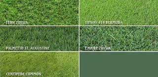 Go to www.tritexgrass.com to learn more about tifway 419 bermuda grass.tifway 419 is a fine textured, deep green bermuda grass with low seed head production. Zenith Zoysia Sapphire St Augustine Empire Zoysia Tifway 419 Bermuda Zeon Zoysia Lawn Grass Types Bermuda Grass Grass Care