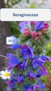 Image result for Boraginaceae