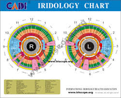 iridology chart iridology health images iridology health map