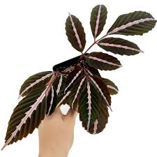 Image result for Leea