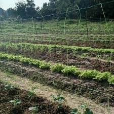 Discover tanaman meaning and improve your english skills! Ladang Kongsi Batas Sayur Bintulu Sarawak