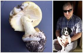 Some foods are considered generally unhealthy for dogs, but certain foods are downright poisonous. Second Puppy In Two Months Dies After Eating Deadly Mushroom Found In B C Vancouver Is Awesome