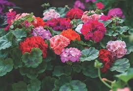 Image result for Pelargonium