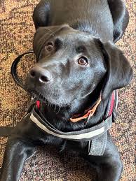 Eclipse: The Bus-Riding Dog Who Captured Seattle’s Heart – New and Tips