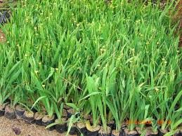 Perbedaan perdu, herba dan pohon. Jual Tanaman Airis Bunga Kuning Tanaman Perdu Jual Tanaman Hias Online Suplier Tanaman Hias Jasa Tukang Taman Dibogor