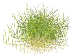 Image result for Eleocharis setifolia
