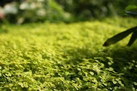 Photo Ni gazon ni mousse cette vivace couvre-sol offre un tapis vgtal d ...