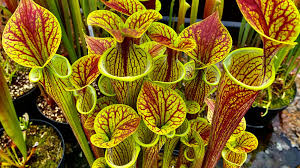 SARRACENIA – Hewitt-Cooper Carnivorous Plants