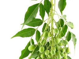 Image result for Azadirachta indica