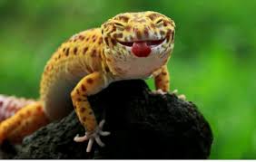 Maybe you would like to learn more about one of these? What Should Your Leopard Gecko Eat Reptiles Amino
