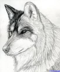 Easy, step by step how to draw cool drawing tutorials for kids. How To Draw A Wolf Head Mexican Wolf Step By Step Forest Animals Animals Free Online Drawing Tutorial Added Wolf Drawing Wolf Sketch Beauty Art Drawings