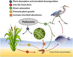 Check spelling or type a new query. Functions Of Constructed Wetland Animals In Water Environment Protection A Critical Review Sciencedirect