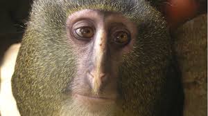 Monkey, New To Science, Found In ...