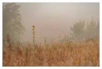 🧭 Meet nature’s GPS: the COMPASS PLANT! 🌻, This incredible prairie  wildflower literally points the way - its leaves naturally align  north-south with their flat surfaces facing east and west Silphium ...