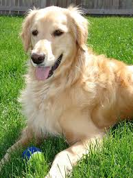 Der golden retriever gehört somit zur gruppe 8 den apportierhunden stöberhunden und wasserhunden. Golden Retriever Der Klassische Familienhund Pfotencafe Leben Mit Hund Und Katze