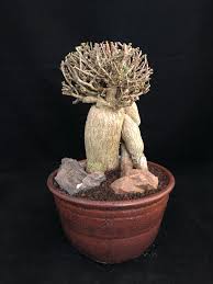 Image result for Kedrostis africana