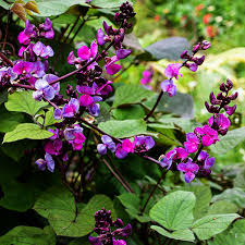 Image result for Dolichos