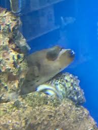 This ensures the food is healthy and prevents puffer illness from unhealthy food. Dogface Puffer Rescue Reef2reef Saltwater And Reef Aquarium Forum