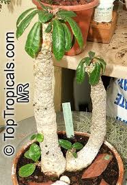 Image result for Dorstenia