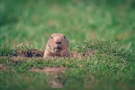 They eat many plants, and are bend the fencing into an l shape with the upright portion 3 to 4 feet high and the bottom bent outwards 6 to 12 inches away from the garden's edge. What Do Groundhogs Even Want And How Do I Get Rid Of Them Varment Guard Wildlife Services