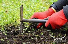 Hence, manual labor is preferable for the extraction and careful removal of weeds. Natural Weed Control In The Vegetable Garden