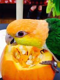 Parrot Eenden Dieren Papegaai
