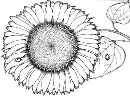 Gambar sketsa bunga matahari sederhana hanya berupa gambar 2 dimensi, yang bisa anda warnai dengan warna asli dari bunga matahari tersebut. Gambar Matahari Hitam Putih Paimin Gambar