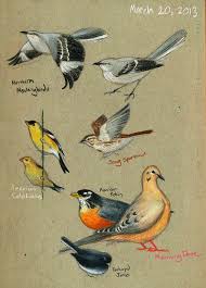 Birds That Start With The Letter N Http Anxiouswren Tumblr Com Bio Art Birds Art