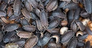 Summer means the garden is bursting with flowers, fruits and vegetables, but it also means the unwelcome arrival of the garden pest. How To Identify And Control Common Lawn Garden Pests
