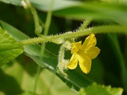 Image result for Cucumis sativus