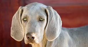 Black And Grey Dog Dogs With Green Eyes Which Dog Breeds Have Green Eyes In 2020 Dog Breeds Albino Dog Cute Dog Pictures