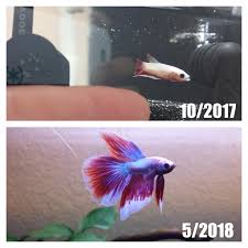 Sniffle My Baby Boys All Grown Up Bettafish