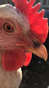There are two forms of fowl. My Chicken Has Something Blocked In Her Nose Chicken Forum