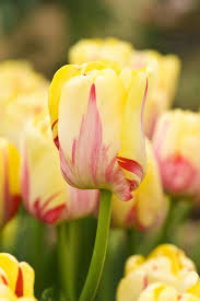 Tulip World Expression Alan Buckingham Tulips Tulips Flowers Pansies Flowers